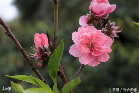 十一意思 爛桃花 化解